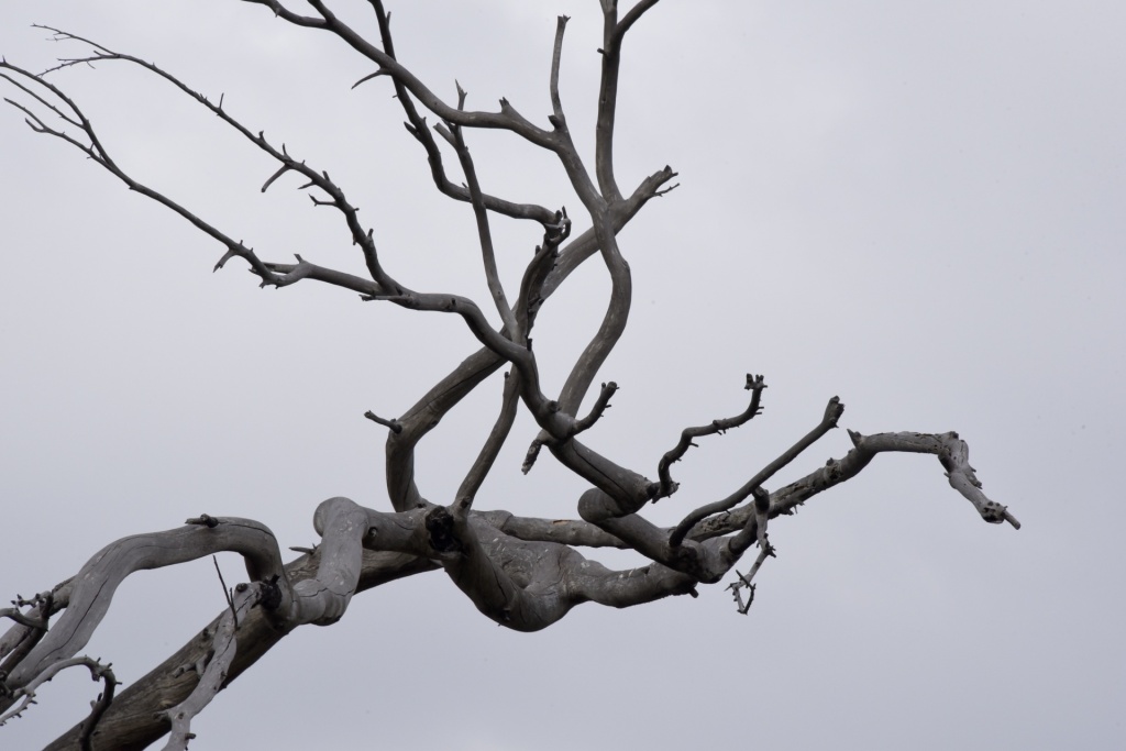 A bare tree bough set against a grey sky