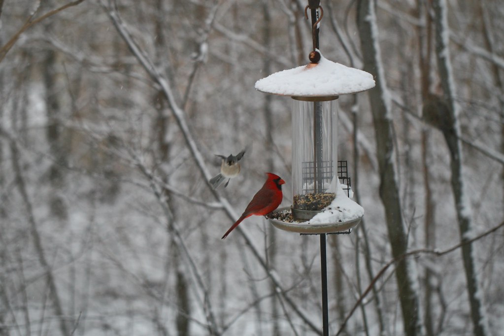 Red bird on a feeder in winter